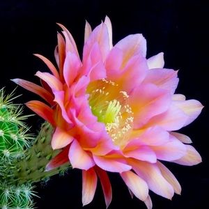 Meet your Posher, Mandy